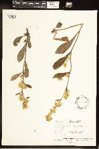 Solidago hispida image