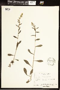 Solidago hispida image