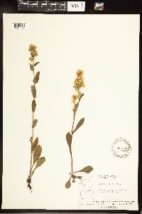 Solidago hispida image