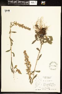 Solidago hispida image