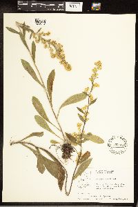 Solidago hispida image