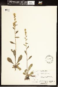 Solidago hispida image