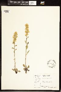 Solidago hispida image