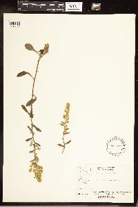 Solidago hispida image