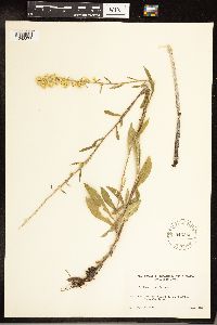 Solidago hispida image
