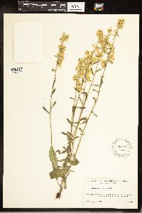Solidago hispida image