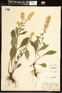 Solidago hispida image
