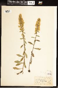 Solidago hispida image