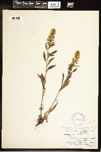 Solidago hispida image