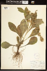 Solidago hispida image