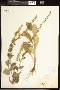 Solidago hispida image