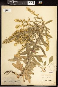 Solidago hispida image