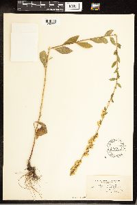 Solidago hispida image