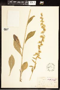 Solidago hispida image
