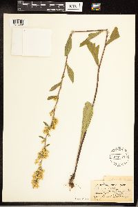 Solidago hispida image
