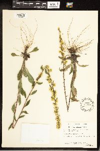 Solidago hispida image