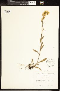 Solidago hispida image