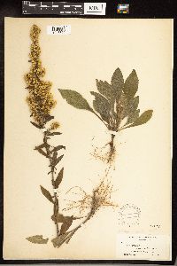 Solidago hispida image
