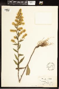 Solidago hispida image