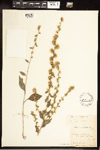 Solidago hispida image