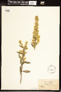 Solidago hispida image