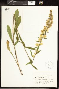 Solidago hispida image