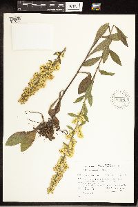 Solidago hispida image
