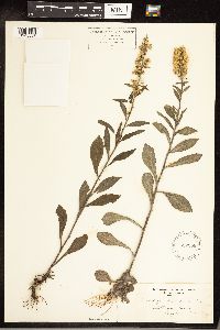 Solidago hispida image