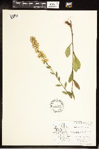 Solidago hispida image
