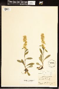 Solidago hispida image