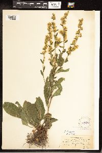 Solidago hispida image