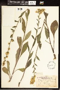 Solidago hispida image