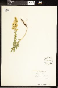Solidago hispida image