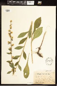 Solidago hispida image
