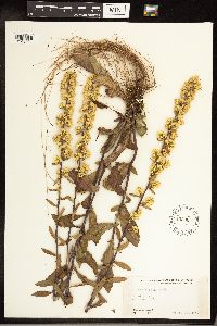 Solidago hispida image