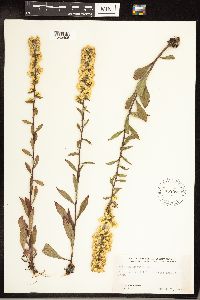 Solidago hispida image