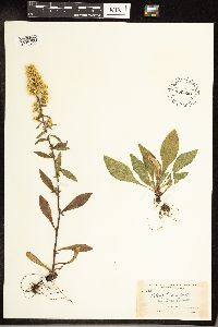 Solidago hispida image