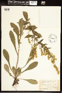 Solidago hispida image