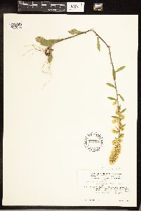 Solidago hispida image
