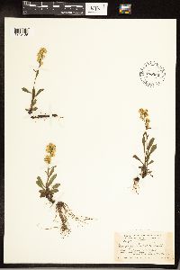 Solidago hispida image