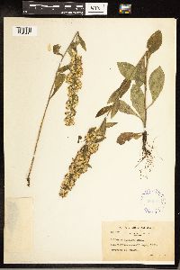 Solidago hispida image