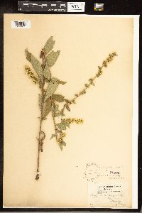 Solidago hispida image