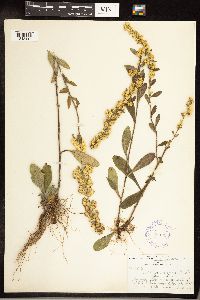 Solidago hispida image