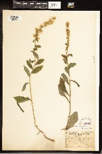 Solidago hispida image