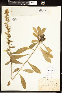 Solidago hispida image