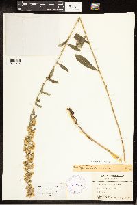 Solidago hispida image