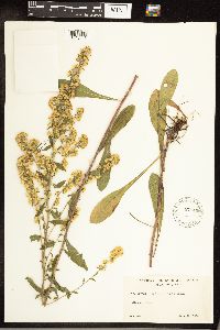 Solidago hispida image