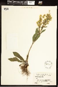 Solidago hispida image