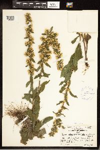 Solidago hispida image