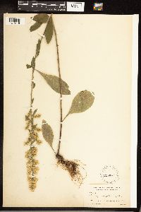 Solidago hispida image